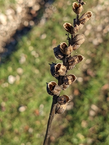 Mediterranean lineseed