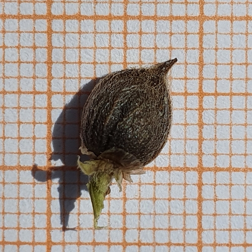 Mediterranean lineseed