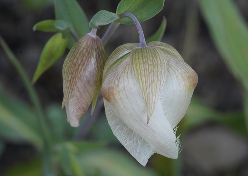 White Globe Lily