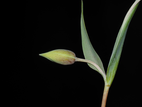 White Globe Lily