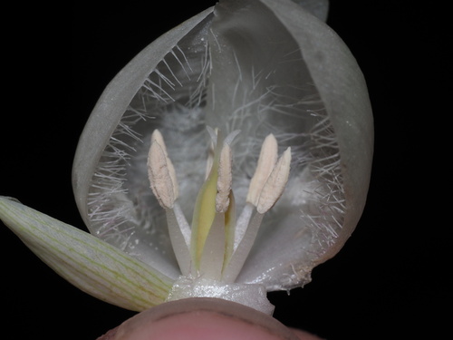 White Globe Lily