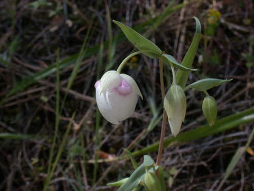 White Globe Lily