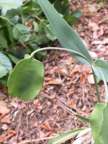White Globe Lily