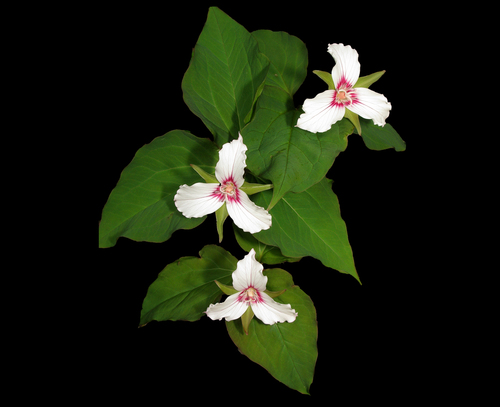 painted trillium
