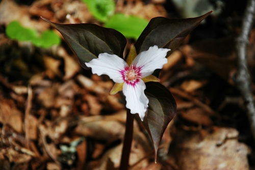 painted trillium