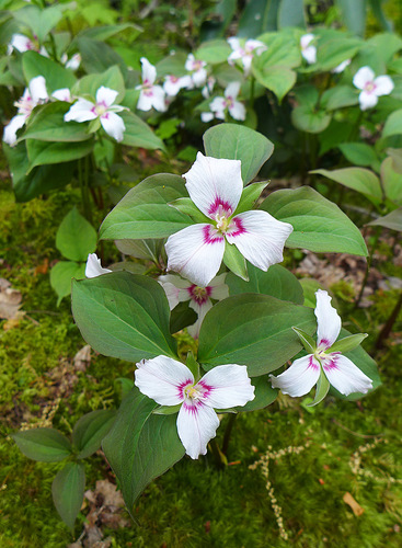 painted trillium