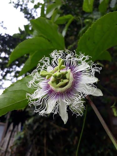 common passionfruit