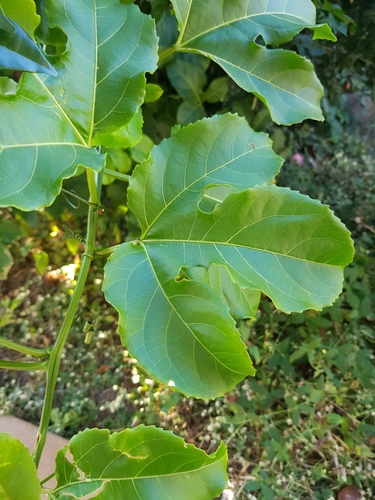 common passionfruit