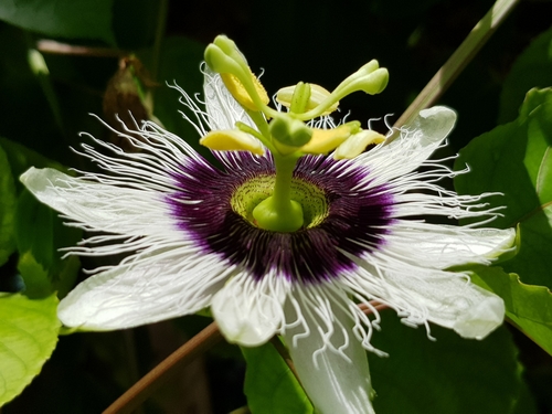 common passionfruit