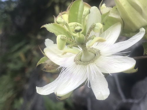 common passionfruit