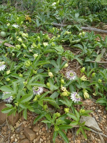 common passionfruit