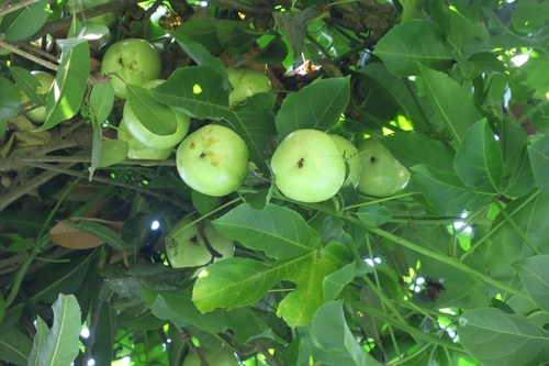 common passionfruit