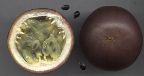 common passionfruit
