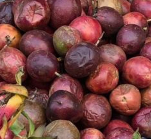 common passionfruit