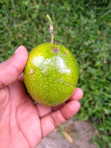 common passionfruit