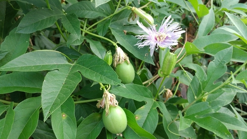 purple passionflower
