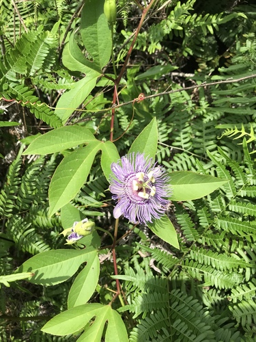 purple passionflower