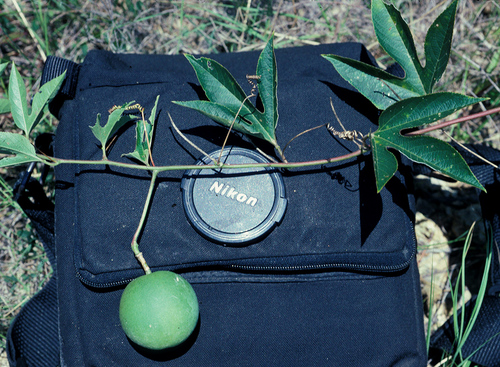 purple passionflower