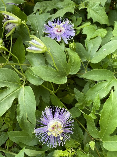 purple passionflower