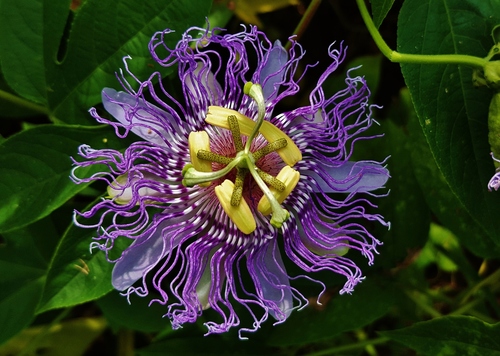 purple passionflower