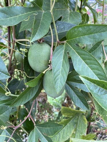 purple passionflower