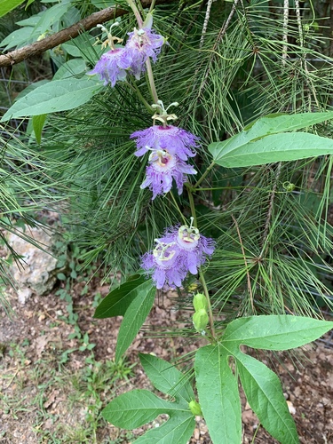 purple passionflower