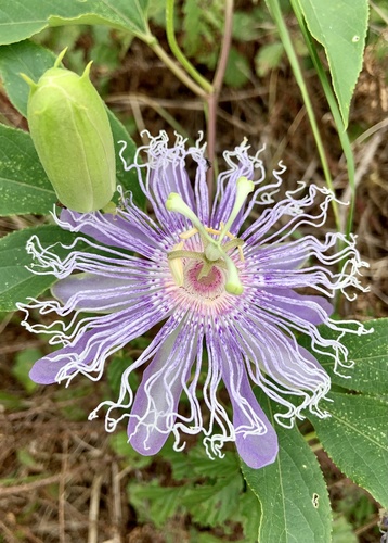 purple passionflower