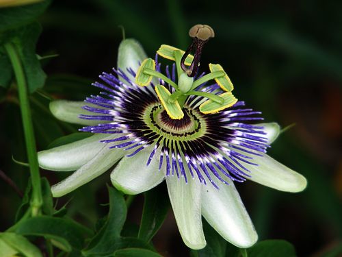 Bluecrown passionflower
