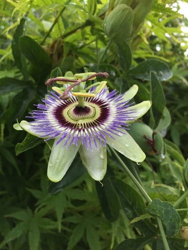 Bluecrown passionflower