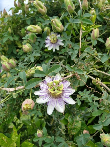 Bluecrown passionflower