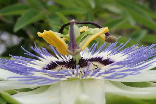 Bluecrown passionflower