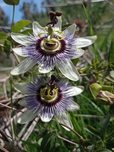 Bluecrown passionflower