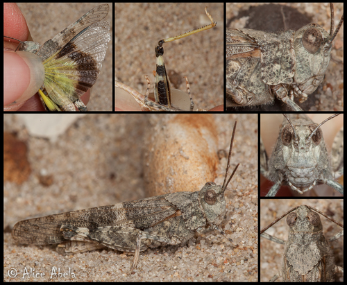 Pallid-winged Grasshopper