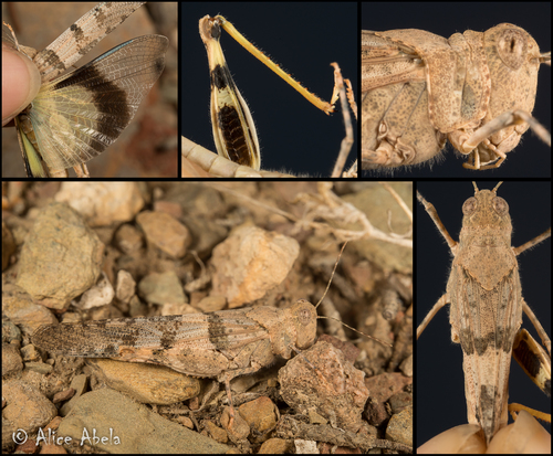 Pallid-winged Grasshopper