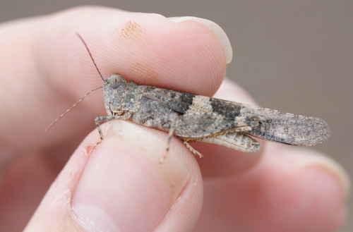 Pallid-winged Grasshopper