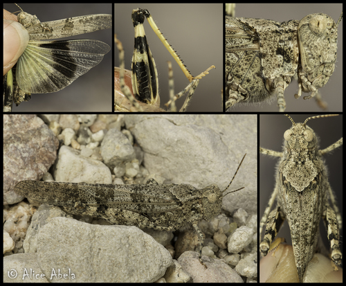 Pallid-winged Grasshopper