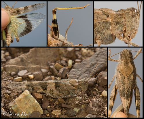 Pallid-winged Grasshopper