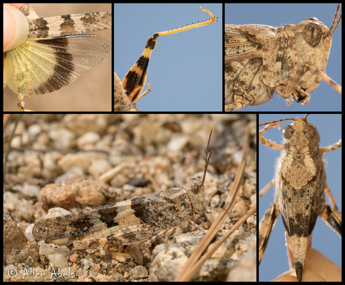 Pallid-winged Grasshopper