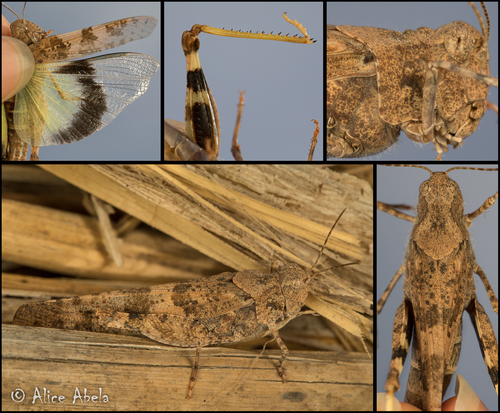 Pallid-winged Grasshopper