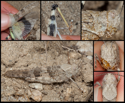 Pallid-winged Grasshopper