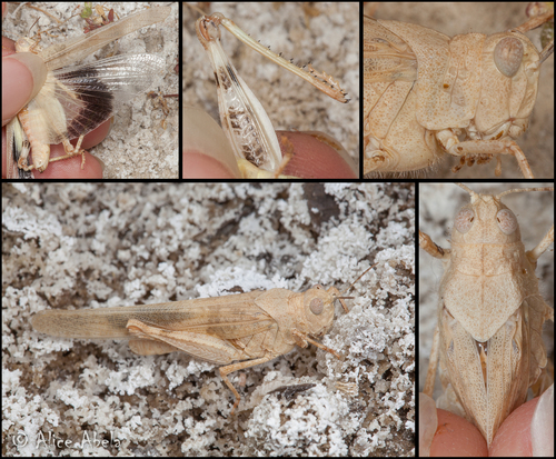 Pallid-winged Grasshopper