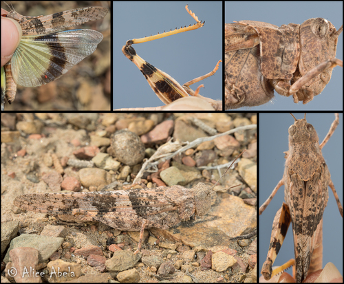 Pallid-winged Grasshopper