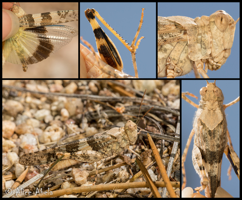 Pallid-winged Grasshopper