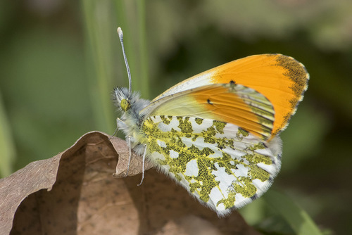 orange-tip