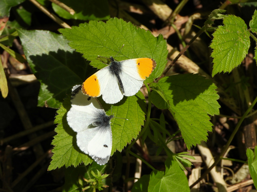 orange-tip