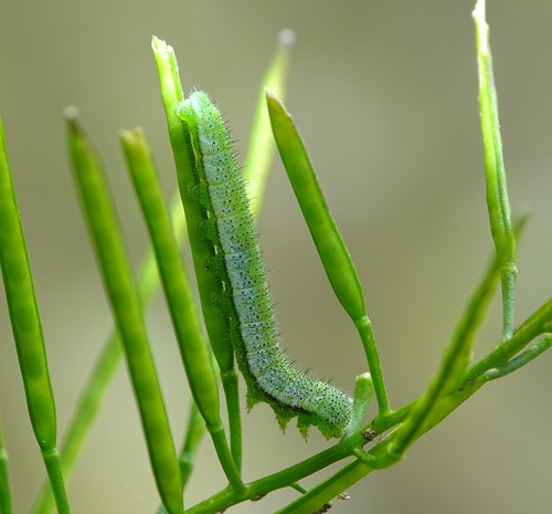 orange-tip