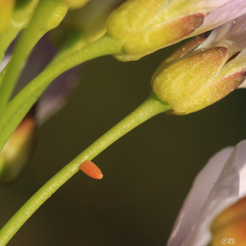 orange-tip