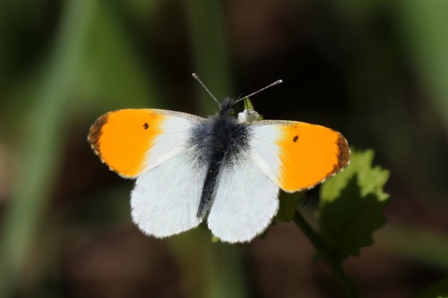 orange-tip