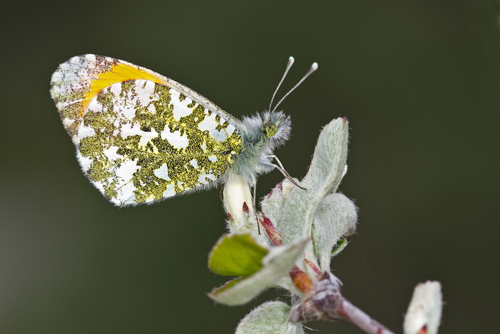 orange-tip