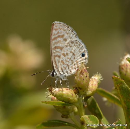 Cassius Blue